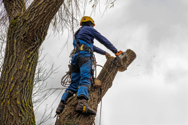 Tree Root Removal in Wilburton, OK